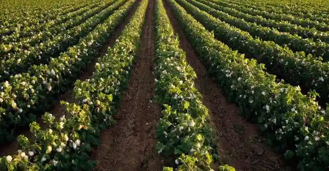 Cotton fields under the hot Texas sky.