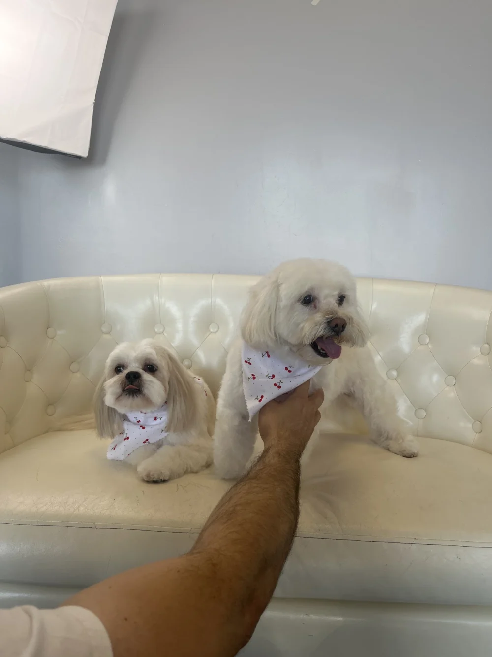 Art of Pet Grooming