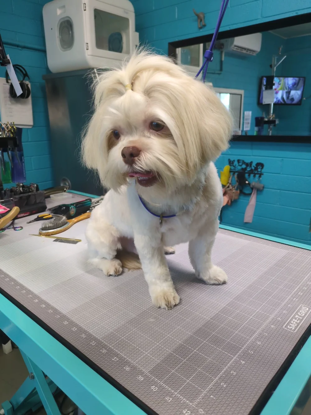 Bark & Bark Dog Grooming Salon LLC.