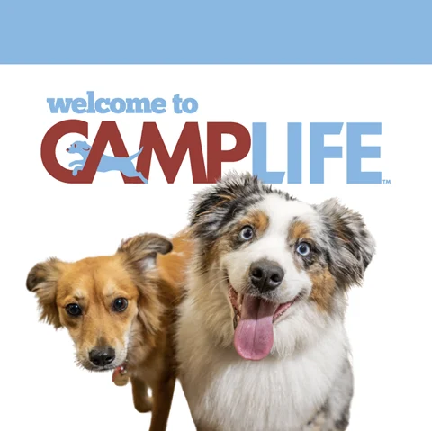 Camp Bow Wow Phoenix