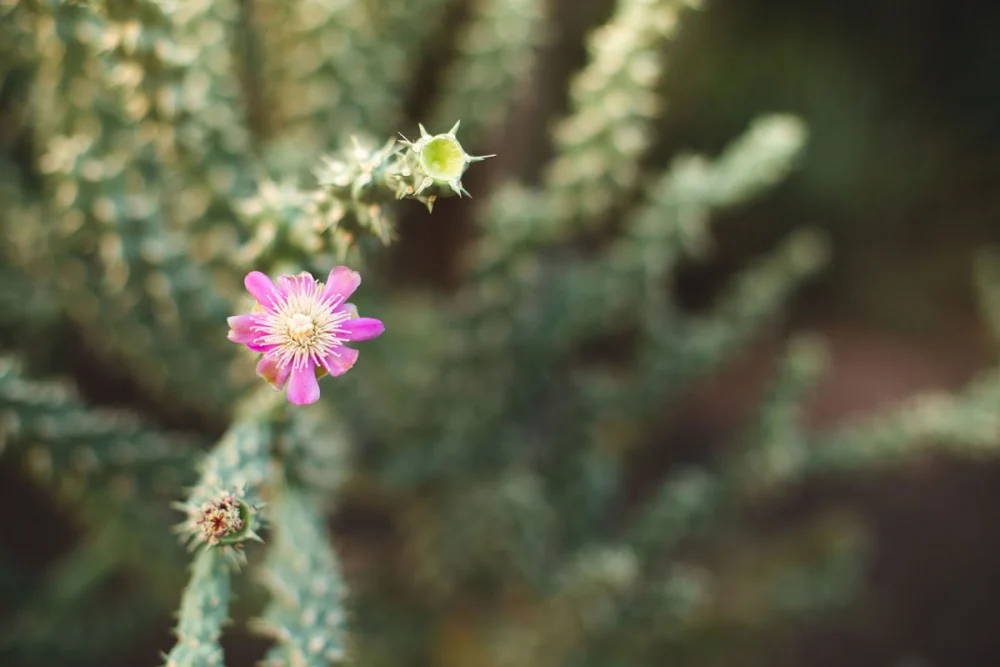 Desert Seed Fertility
