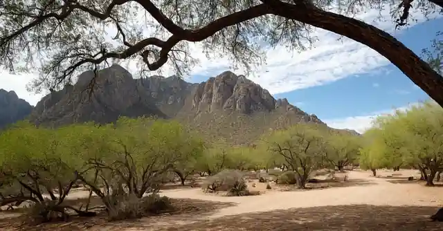 Arrangements for an educational field trip to the stunning and vibrant Catalina State Park.