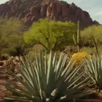 Cuáles son los mejores parques para visitar en Phoenix, Arizona