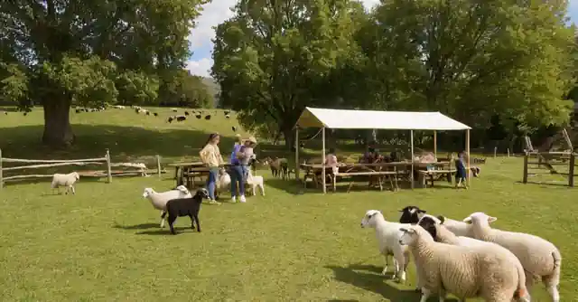 A petting farm with various animals (such as sheep and goats), children interacting with them, picnic tables, and signposts in both English and Spanish offering different activities.