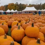 Conoce el Mortimer Farms Pumpkin Festival en Dewey, Arizona