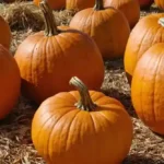 Viviendo la magia de la calabaza en Mother Nature's Farm
