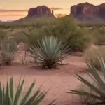 Descubre por qué vivir en Peoria, Arizona