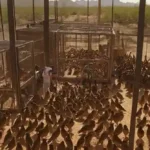 Rescate de aves en Liberty Wildlife en Phoenix, AZ