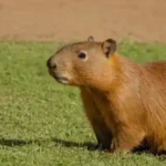 Phoenix Herpetological Society y capibaras en Scottsdale