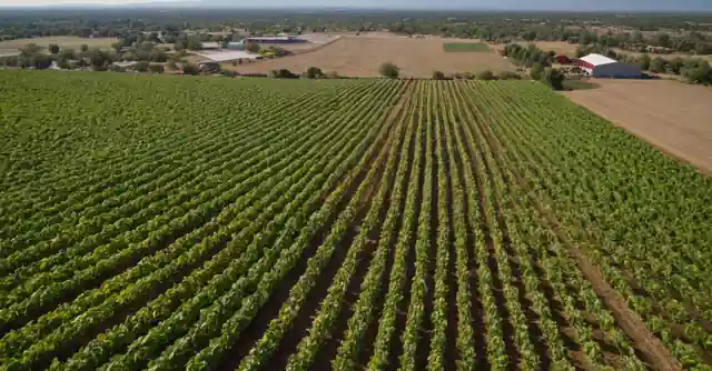 Comparación infográfico que examina las diferencias entre el rendimiento financiero de Finley Farms y San Savinos of Gilbert, junto con una línea de tiempo actualizada que representa la tendencia del deporte en Phoenix.