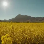 Cuál es el índice de polen actual en Tempe, Arizona