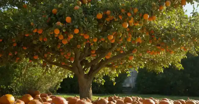 Painting an apple tree with ripe apples, surrounded by pumpkins.