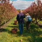 Por qué probar el Peach Picking en Phoenix este verano